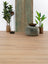 Asenta Serre Rechte Plank Sandy Oak Plak PVC